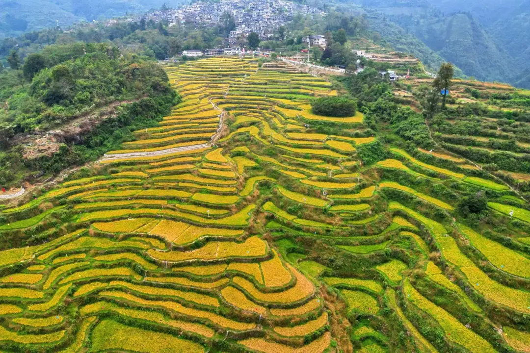2024年11月4日至5日，在南粤大地喜迎丰收之际，在省、市、区统战部门的指导下，