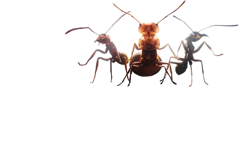 Ant Legion 蚂蚁题材策略生存类移动端游戏